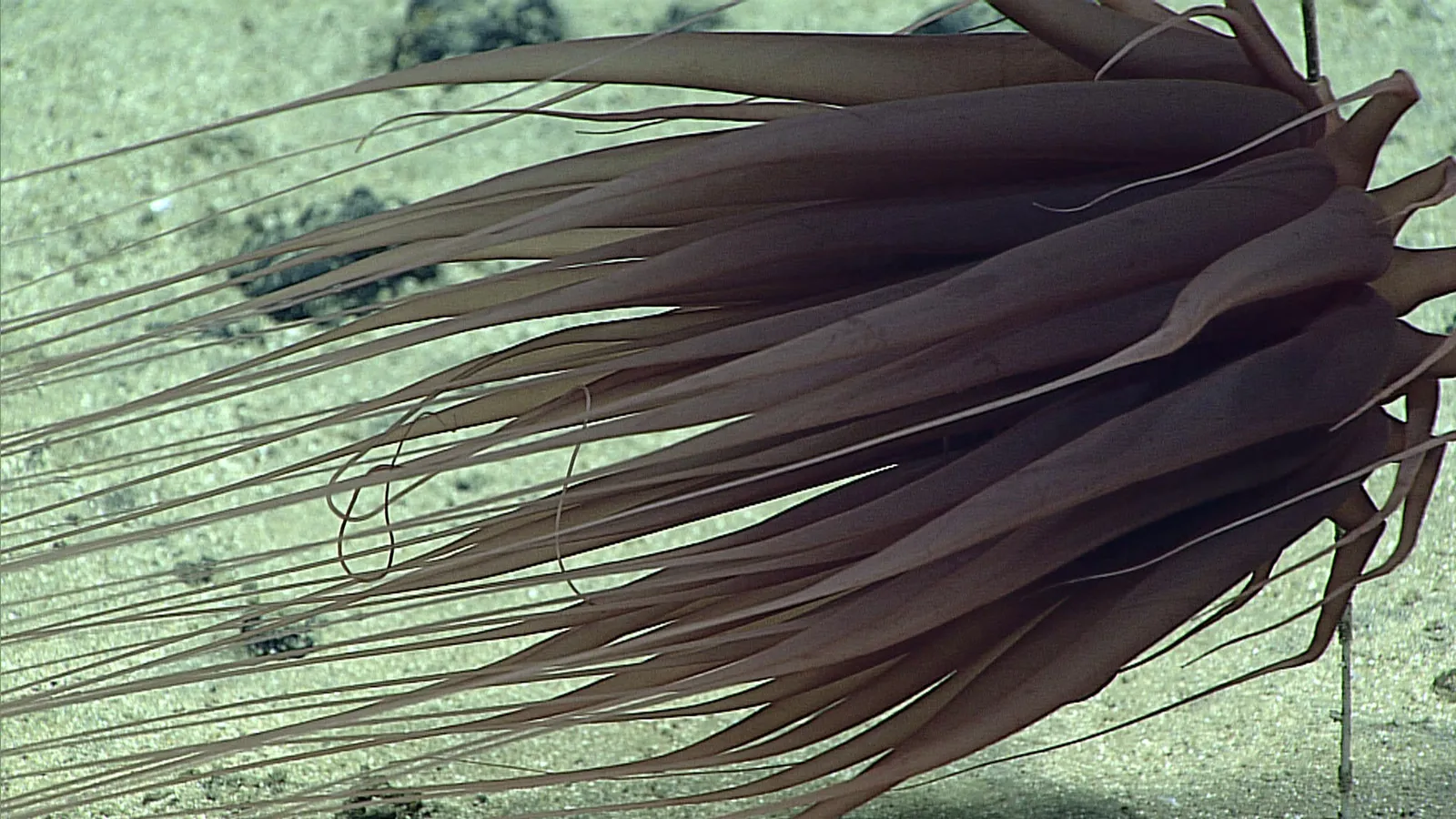 Image may contain Nature Outdoors Sea Water Animal Invertebrate Sea Anemone Sea Life and Reef